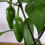 jalapeno pepper
