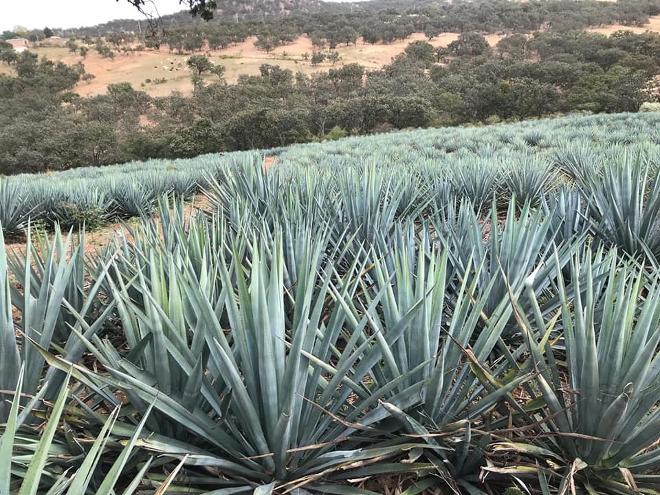 Agave fields.