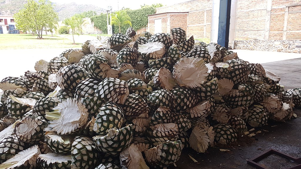 Maguey pineapples