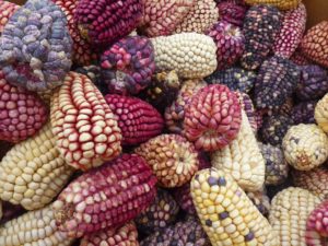 variedad de maíz